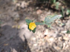 Angiospermae