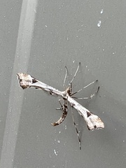 Platyptilia