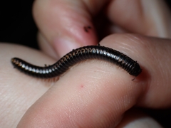 Spirobolellus antipodarus