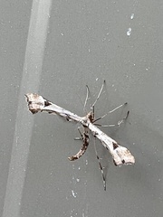 Platyptilia