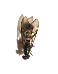 Merosargus