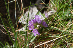 Gentianella ramosa