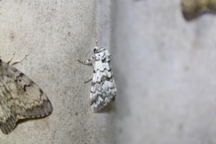 Panthea acronyctoides