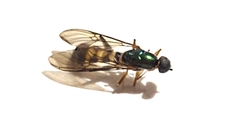 Merosargus