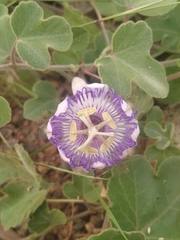 Passiflora fruticosa