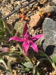 Krameria cistoidea