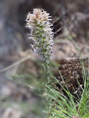 Liatris hesperelegans