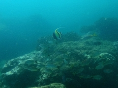 Zanclus cornutus