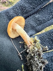 Galerina pseudomycenopsis