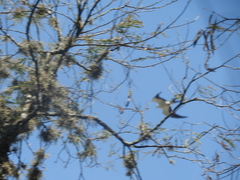 Elanoides forficatus