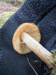 Galerina pseudomycenopsis