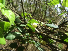 Boquila trifoliolata