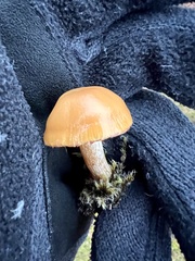 Galerina pseudomycenopsis