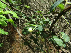 Boquila trifoliolata