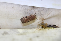 Cryptocala acadiensis