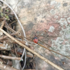 Pyrrhopeplus carduelis