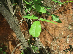 Boquila trifoliolata