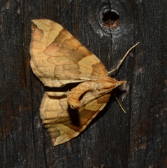 Eulithis propulsata