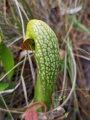 Sarracenia minor