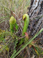 Sarracenia minor
