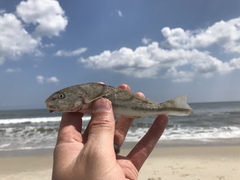 Menticirrhus saxatilis