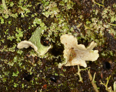 Thysanothecium scutellatum