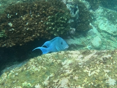 Microspathodon dorsalis