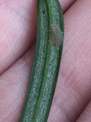Pulvinaria camelicola