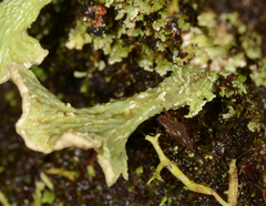 Thysanothecium scutellatum