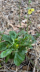 Urospermum picroides