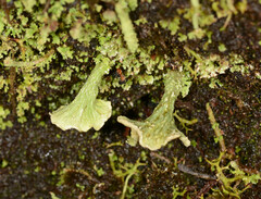 Thysanothecium scutellatum