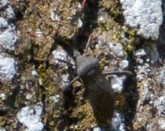 Acanthocephala femorata