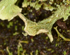 Thysanothecium scutellatum