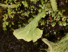 Thysanothecium scutellatum