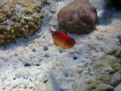 Pomacentrus bankanensis