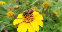 Osmia azteca