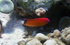 Pomacentrus bankanensis