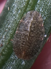 Pulvinaria camelicola