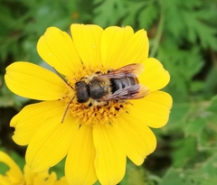 Osmia azteca