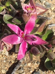 Krameria cistoidea