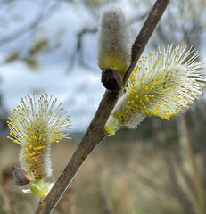 Salix caprea