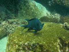 Microspathodon dorsalis