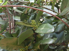 Cryptocarya alba