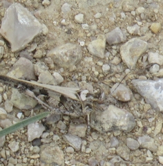 Encoptolophus costalis