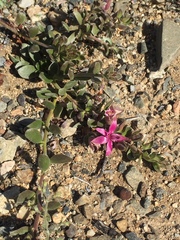 Krameria cistoidea