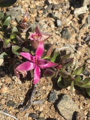 Krameria cistoidea