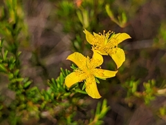 Hypericum tenuifolium