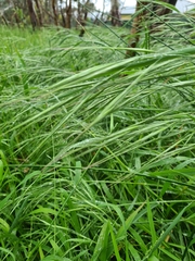 Bromus diandrus
