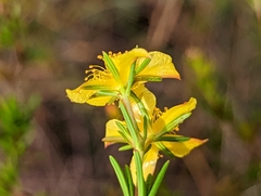Hypericum tenuifolium