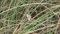 Epipagis fenestralis